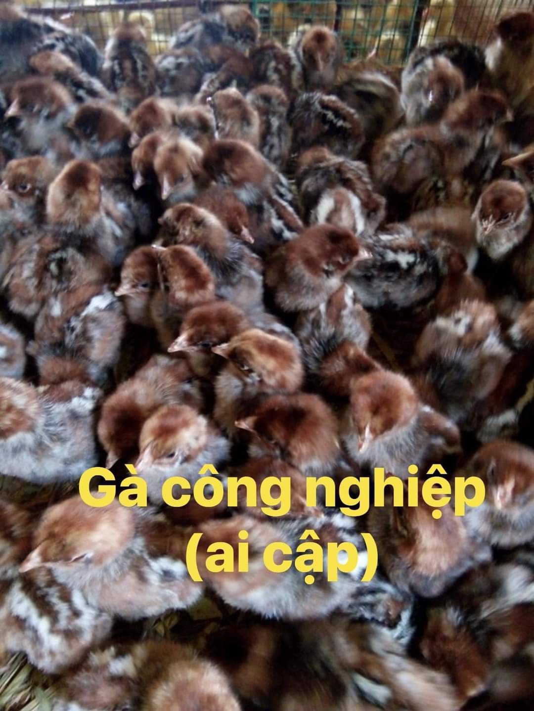 gà công nghiệp (gà ai cập) con dể dùng để lừa đảo nhiều khách hàng ham mê mua hàng giá rẻ